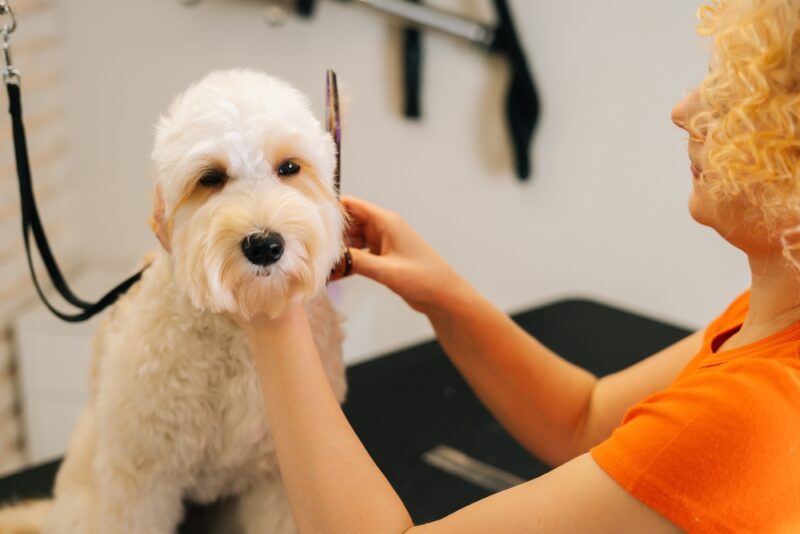 Labradoodle Groom