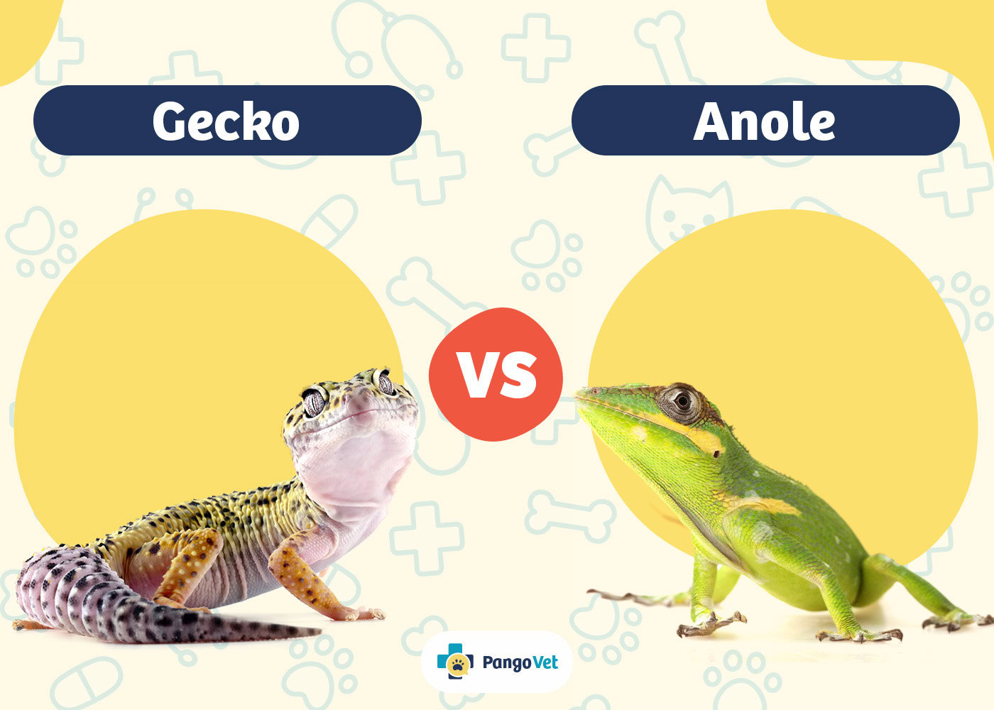 PangoVet_Gecko vs Anole