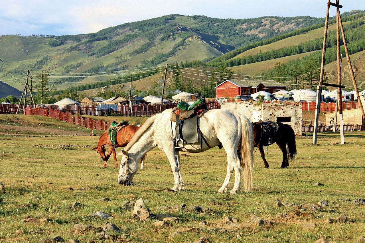 Mongolian horses in pasture, Konie_mongolskie_w_Parku_Narodowym_Gorchi-Tereldż_03