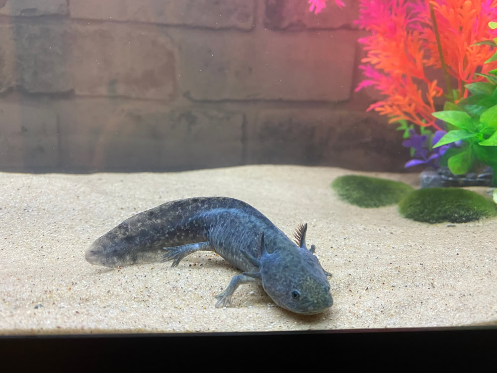 Black Melanoid Axolotl 