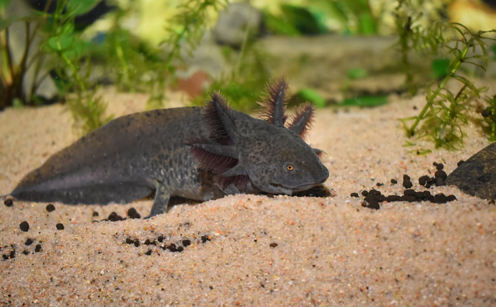 axanthic axolotl on the substrate of a tank 