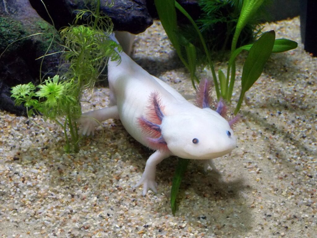 axolotl 