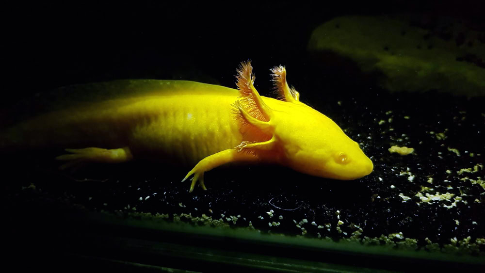 golden axolotl in tank 