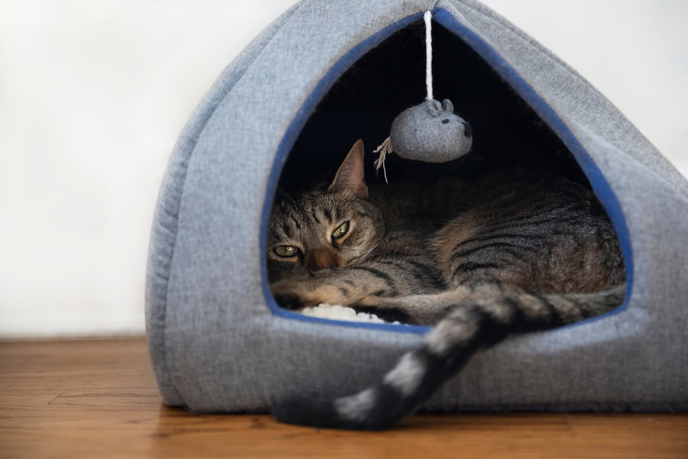 cat resting at a cave bed