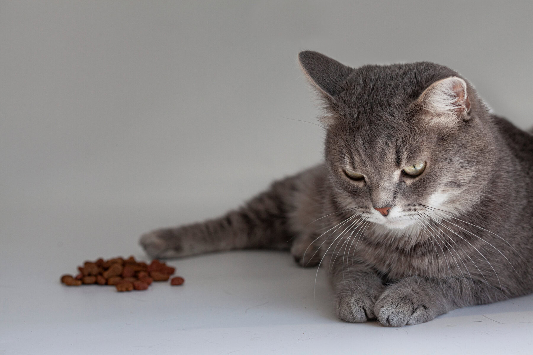 The cat refuses to eat dry food