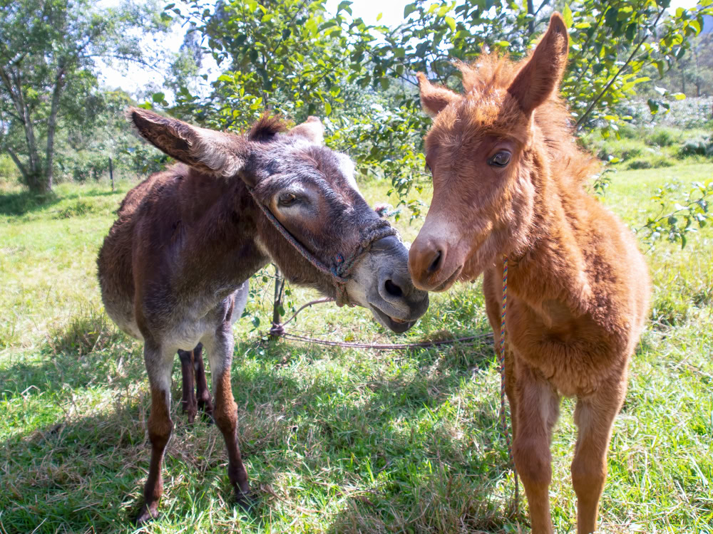 Portrait of a she-donkey and hinny in the grass