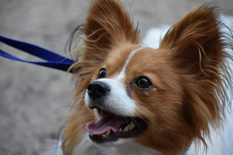 Papillon_sterou70, Pixabay