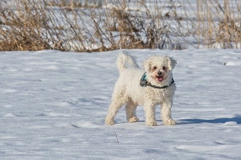 20Bichon Frise