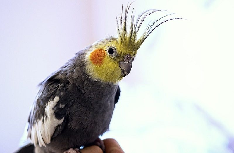 9Cockatiel