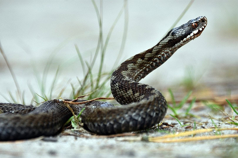 Adders