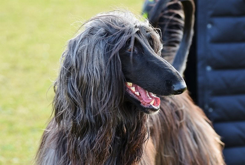 Afghan Hound_Capri23auto, Pixabay