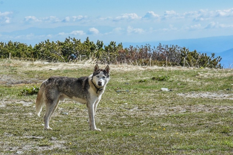 Alaskan Husky