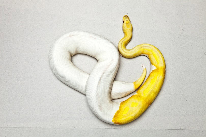 Albino piebald ball python