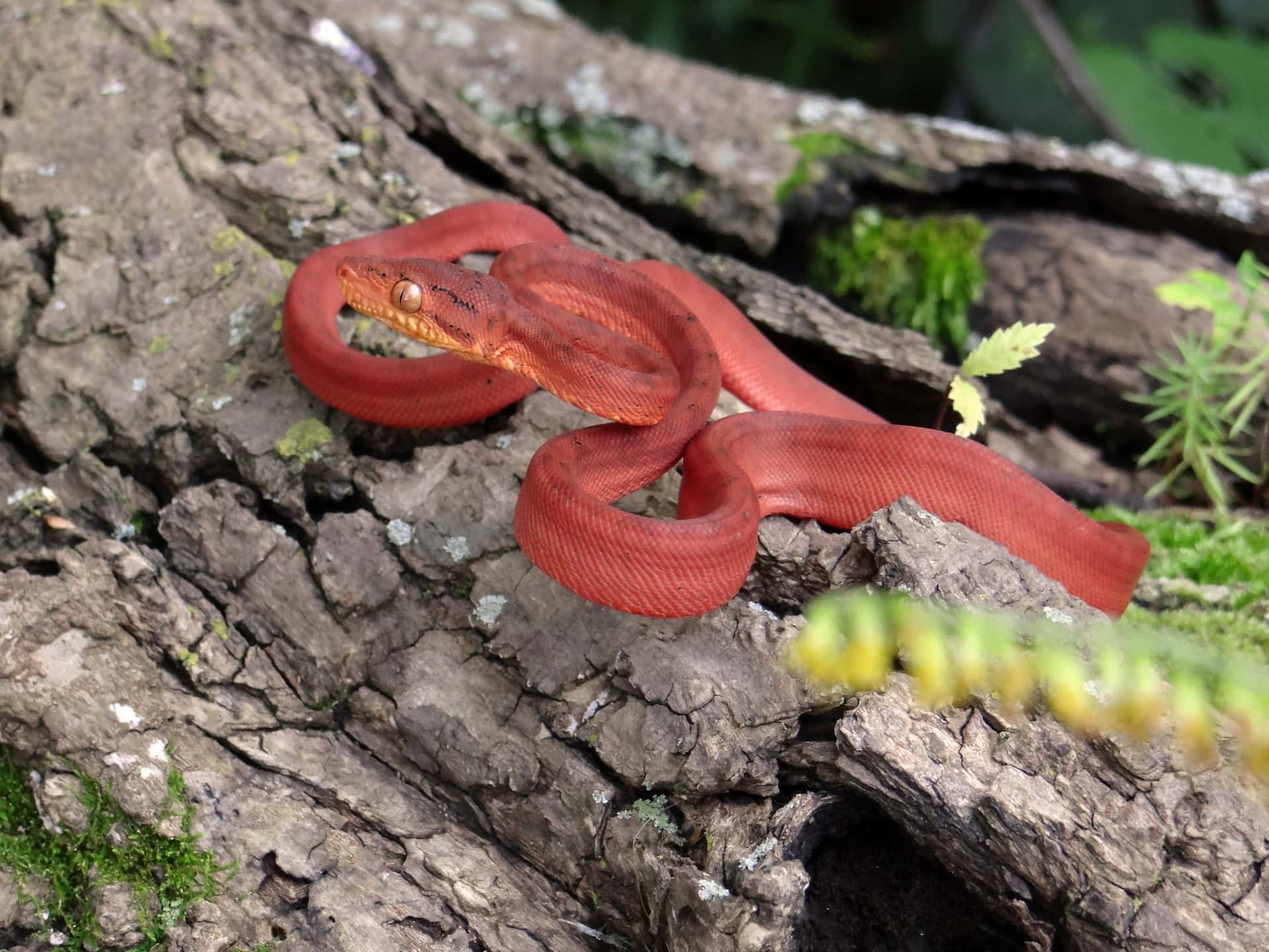 Amazon Tree Boa-Pixabay