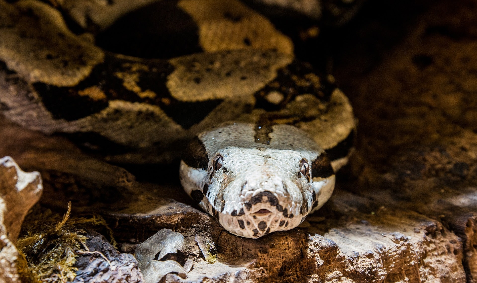 Anacondas-Pixabay