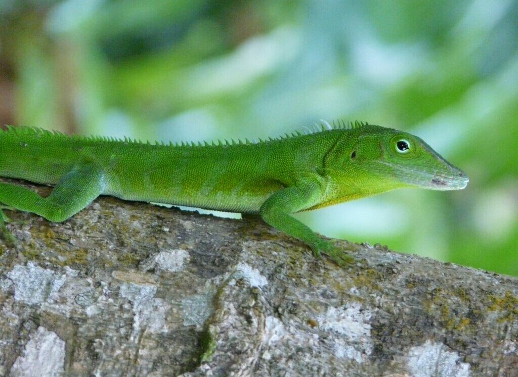 Anolis garmani on tree