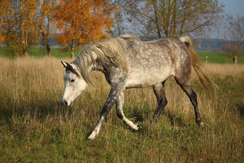 Arabian horse_rihaij, Pixabay
