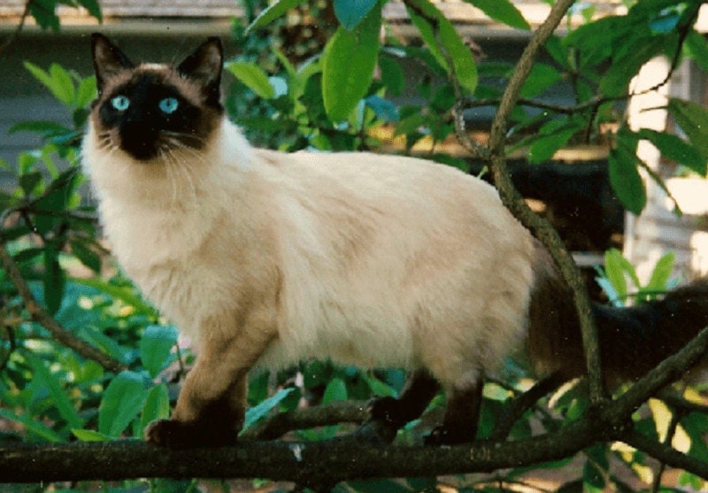 Balinese