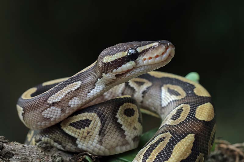 Ball python on a branch