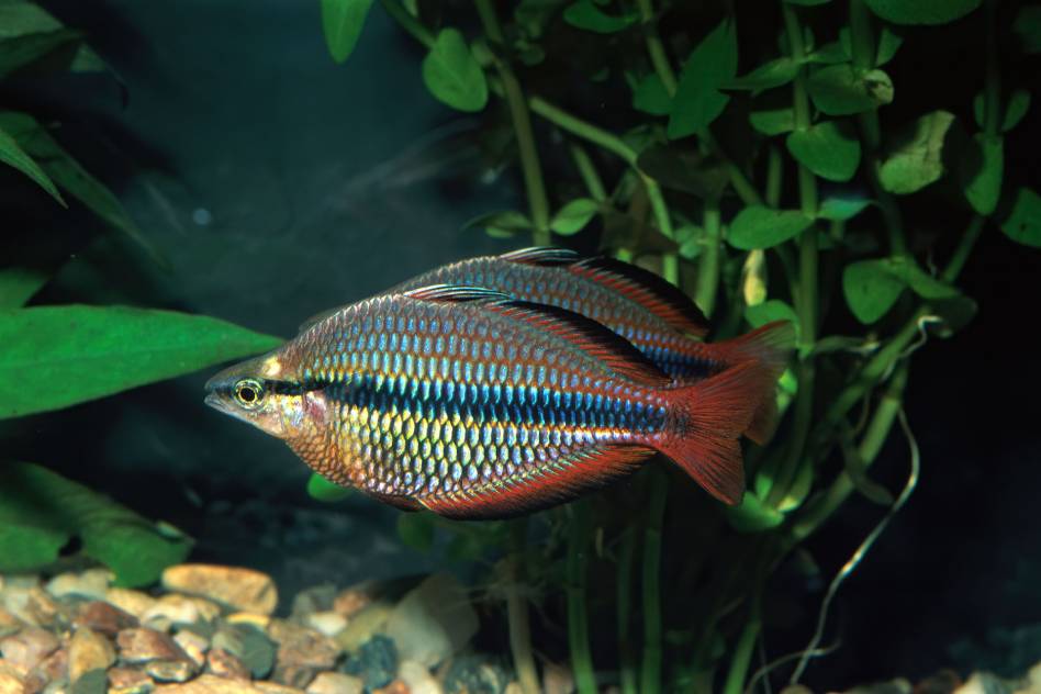 Banded Rainbow Fish 