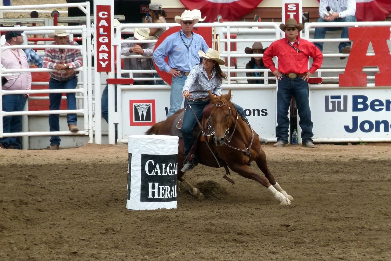 Barrel Racing horse