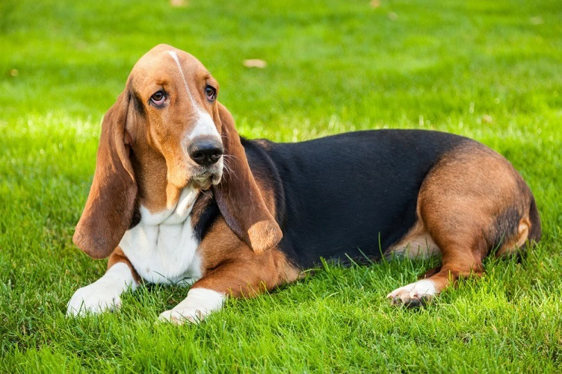 Basset-Hound_Billion-Photos_shutterstock