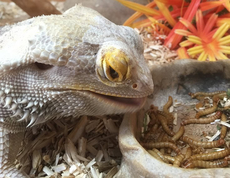 Bearded Dragon_Neil Bailey, Shutterstock