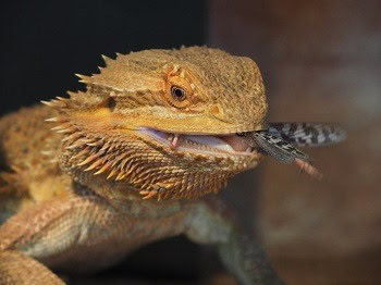 Bearded Dragon eating