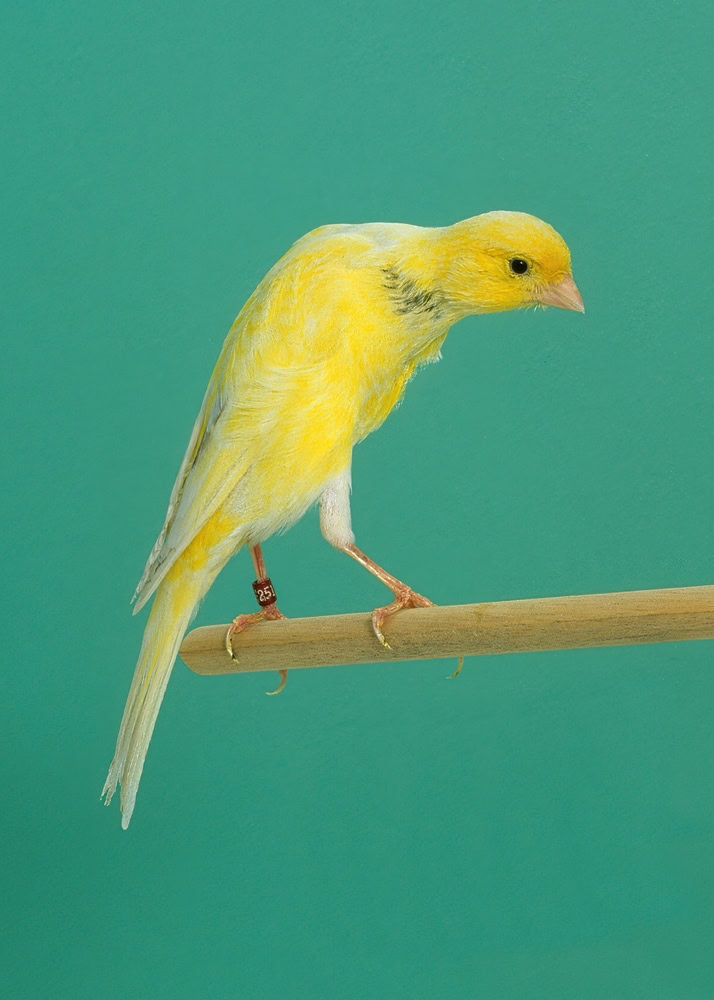 Belgian Fancy Canary 