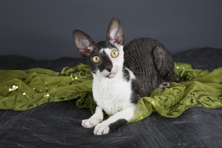 Bi-color Cornish Rex_Shutterstock_Jenni-Ferreira