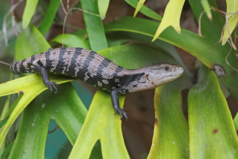 Blue tongued skink
