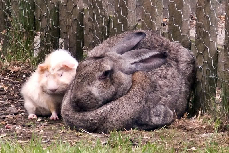 British Giant Rabbit & Guinea Pig