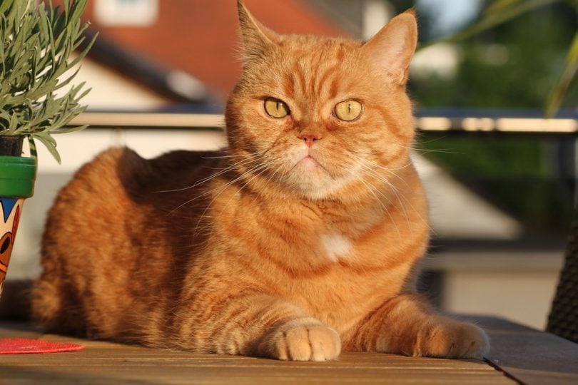 British Shorthair Cat
