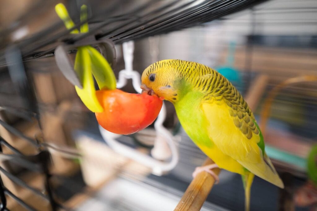 Budgerigar eating_Christine Bird_Shutterstock
