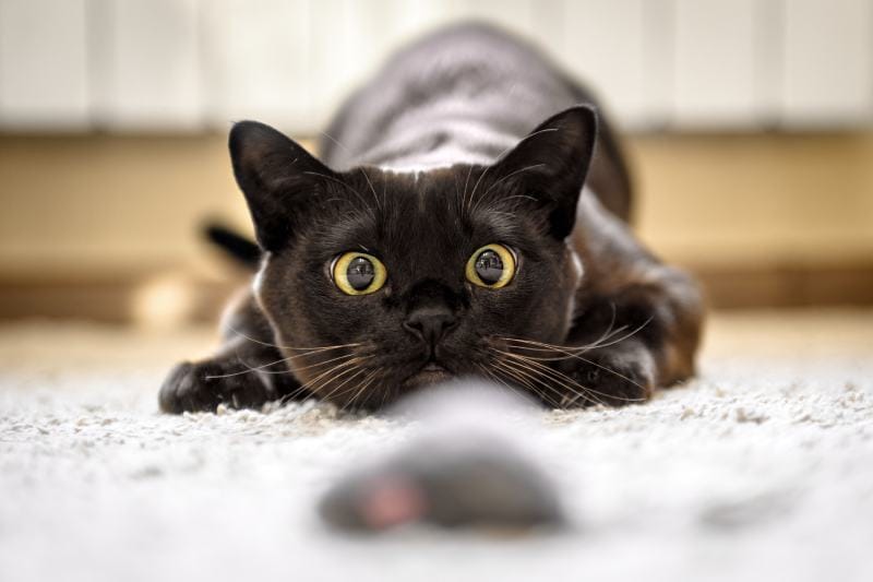 Burmese cat face before pounce hunting to toy mouse