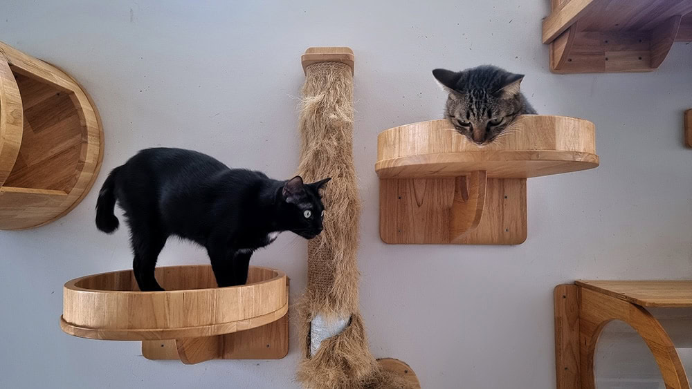 Cat Shelve_RJ22_Shutterstock