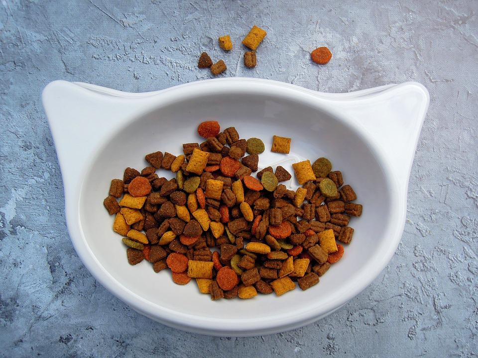 Cat food in bowl