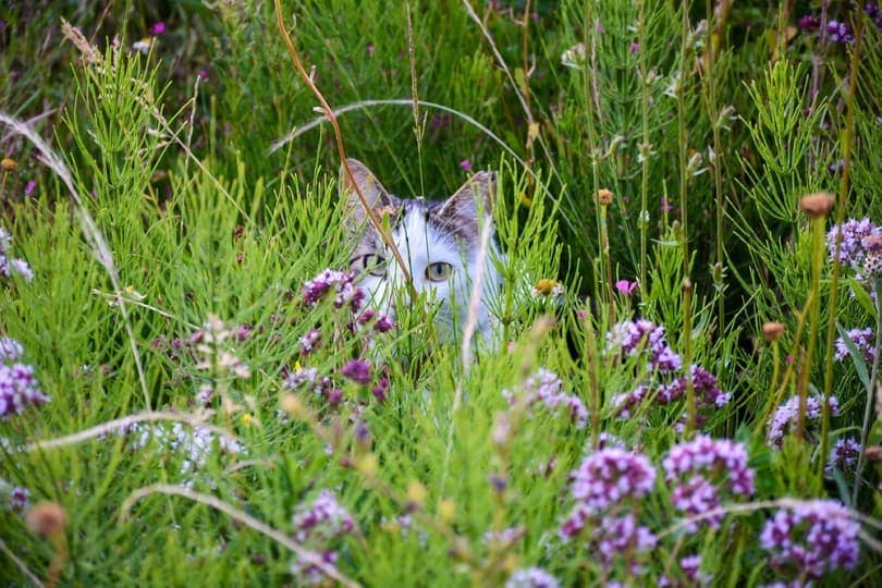 cat in flowery meadow