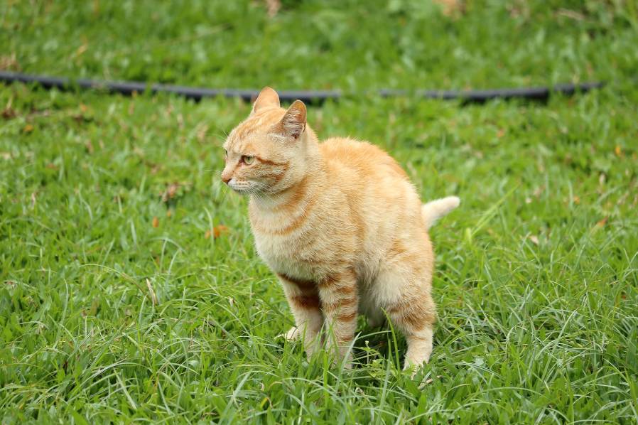 Cat poop