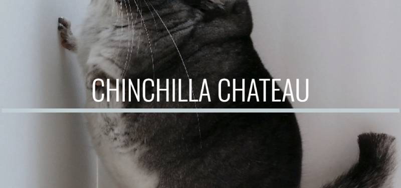 Chinchilla Chateau