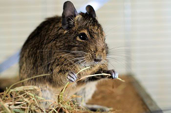 Chinchilla Eating