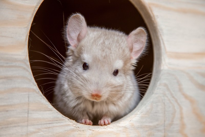 Chinchilla