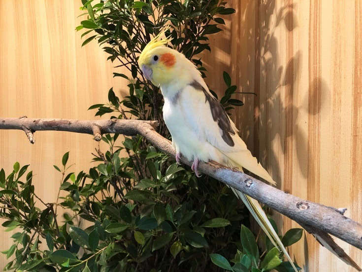 Cinnamon cockatiel_Shutterstock_rainyclub