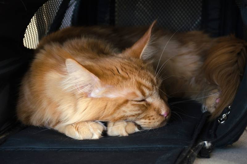 Close up of a young large red marble Maine coon cat lies in a pet carrier bag and sleeps