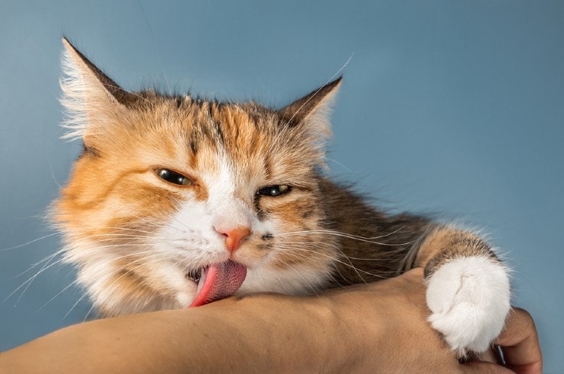 Close-up-of-cat-licking-human-arm