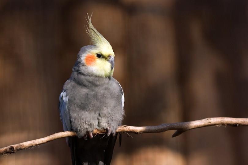 Closeup of a Cockatiel_Gaschwald_Shutterstock