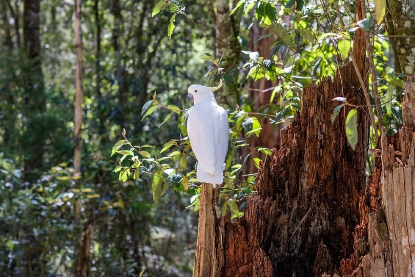 Cockatoos