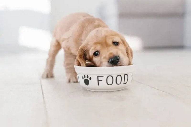 Cocker Spaniel puppy eating