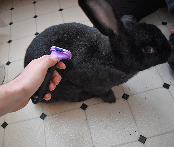 Comb Rabbit