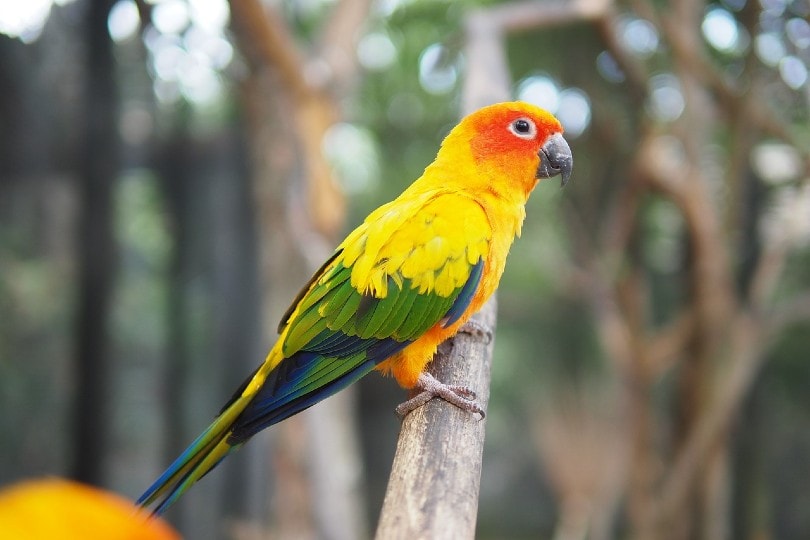 Conure